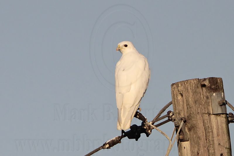 _MG_7940 leucistic Red-tailed Hawk.jpg