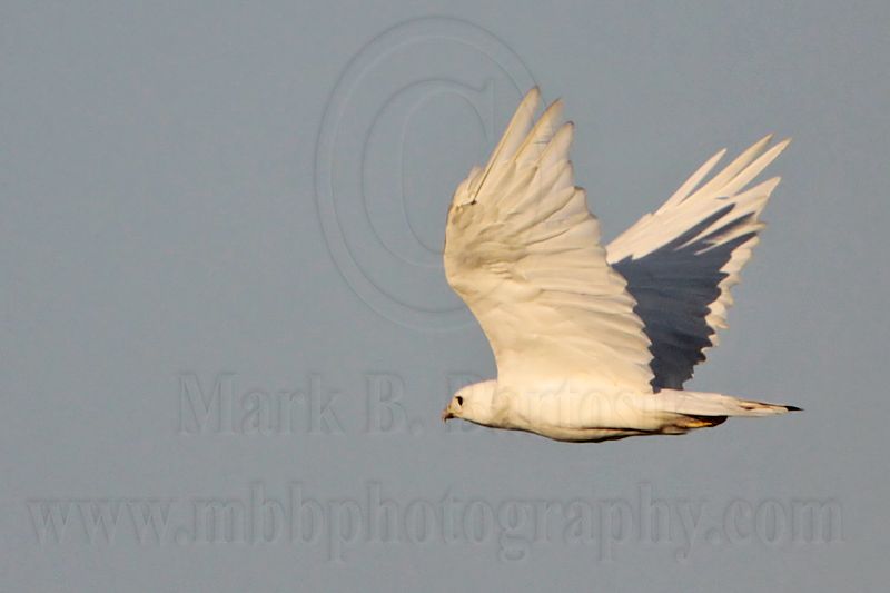 _MG_7954 leucistic Red-tailed Hawk.jpg