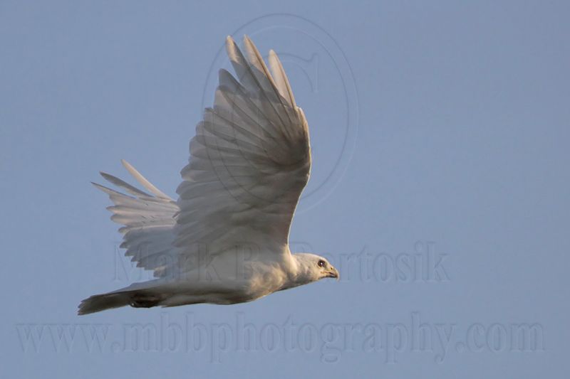 _MG_7999 leucistic Red-tailed Hawk.jpg