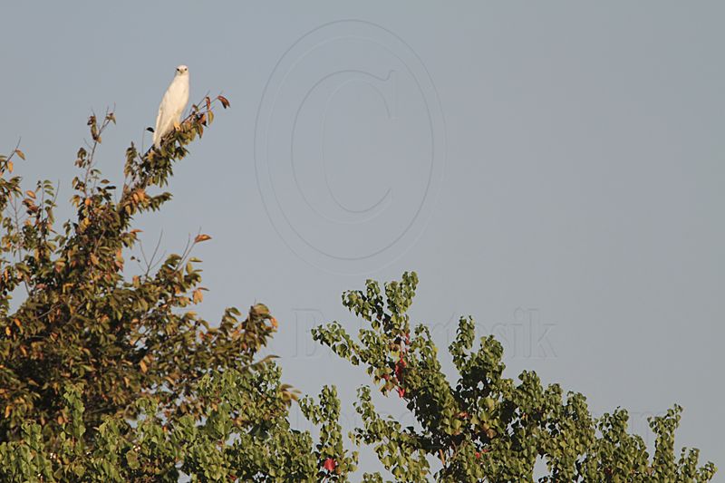 _MG_8009 leucistic Red-tailed Hawk.jpg
