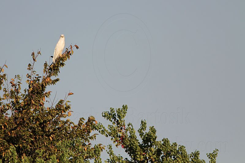 _MG_8014 leucistic Red-tailed Hawk.jpg