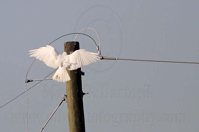 _MG_8047 leucistic Red-tailed Hawk.jpg