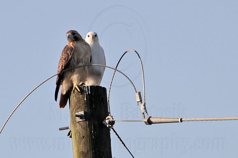 _MG_8162 leucistic Red-tailed Hawk.jpg
