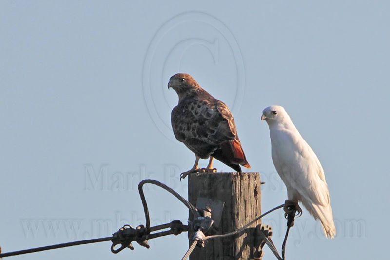 _MG_8218 leucistic Red-tailed Hawk.jpg