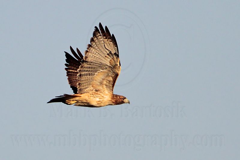 _MG_9244 Red-tailed Hawk.jpg