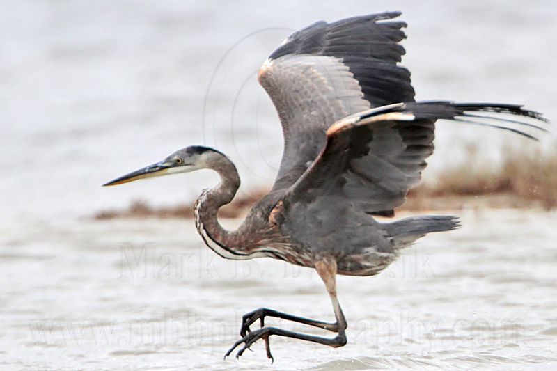 _MG_1294 Great-blue Heron.jpg