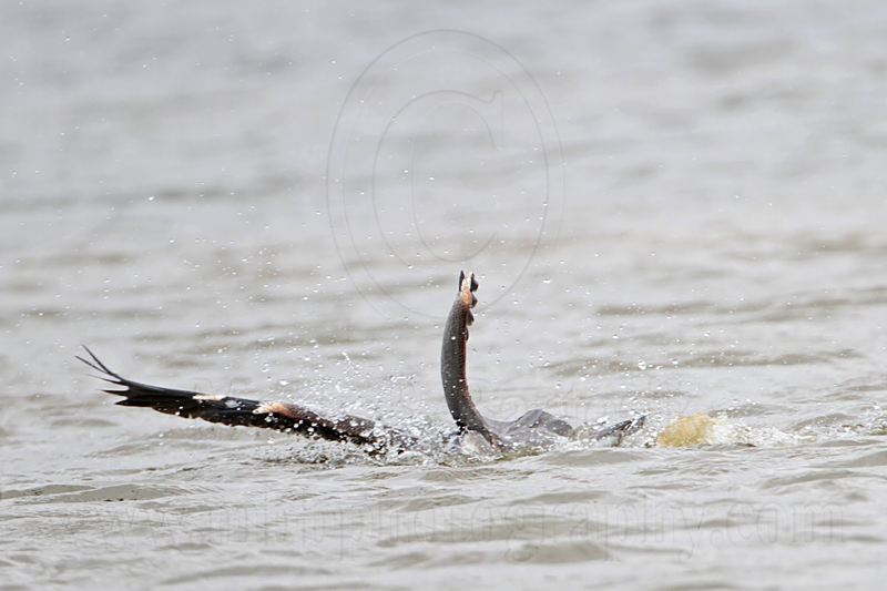_MG_1298 Great-blue Heron.jpg