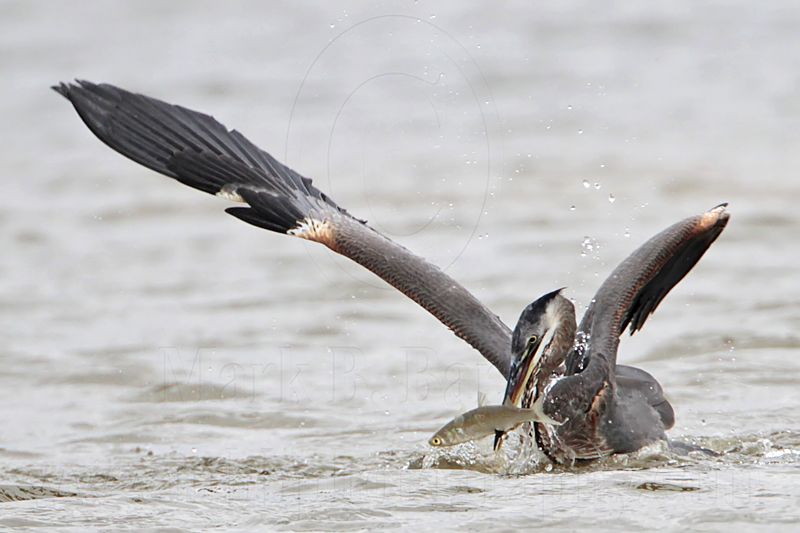 _MG_1301 Great-blue Heron.jpg