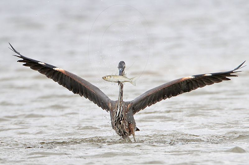 _MG_1303 Great-blue Heron.jpg