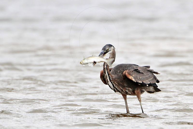 _MG_1317 Great-blue Heron.jpg