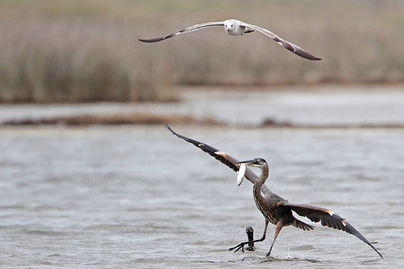 _MG_8156 Great-blue Heron & Ring-billed Gull .jpg