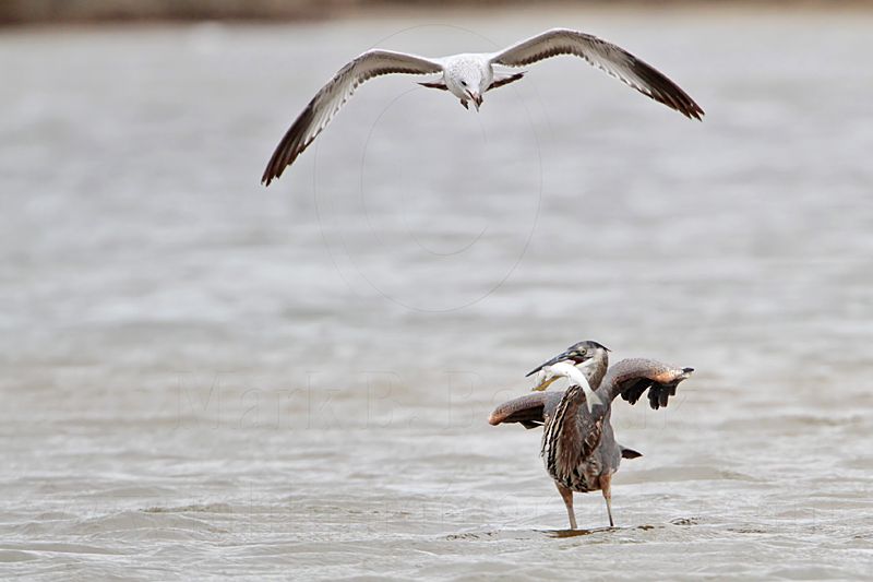 _MG_8319 Great-blue Heron & Ring-billed Gull .jpg