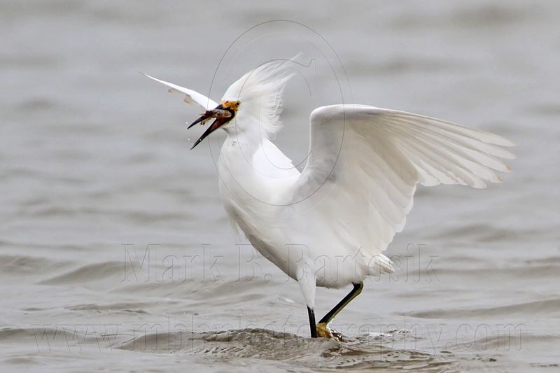_MG_0411 Snowy Egret.jpg