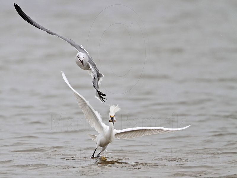 _MG_0427 Snowy Egret & Laughing Gull.jpg