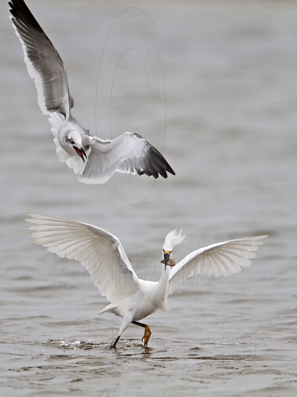 _MG_0428 Snowy Egret & Laughing Gull.jpg