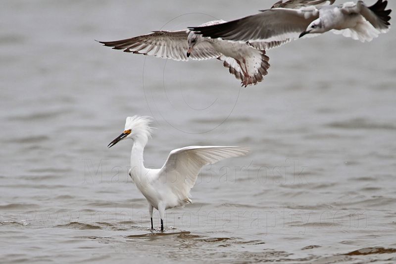 _MG_0434 Snowy Egret.jpg