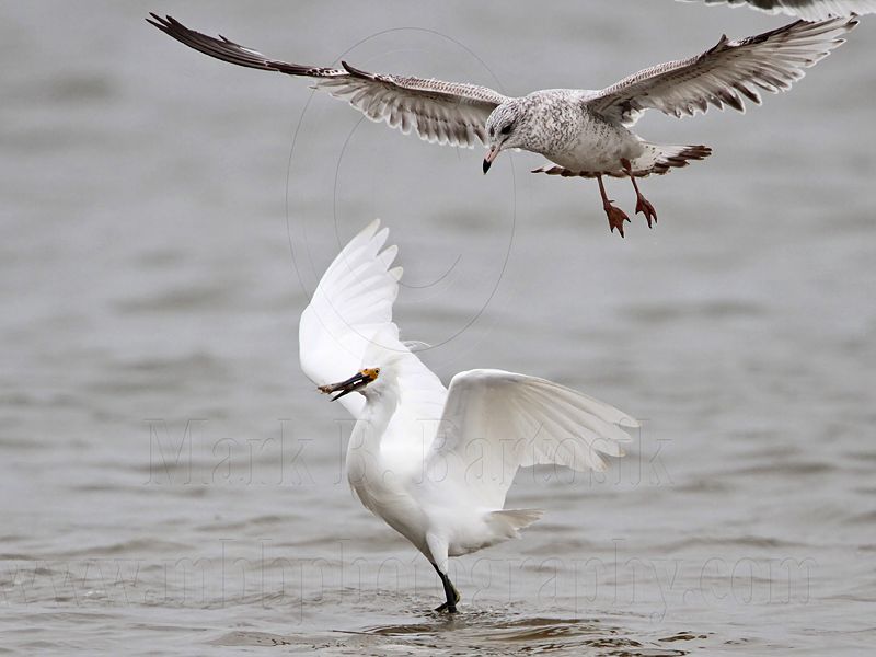 _MG_0435 Snowy Egret & Ring-billed Gull.jpg