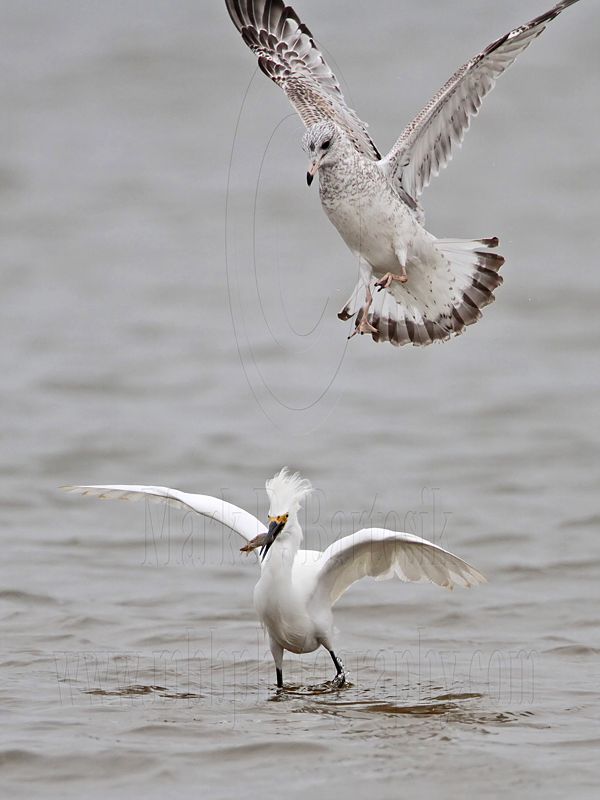 _MG_0436 Snowy Egret & Ring-billed Gull.jpg