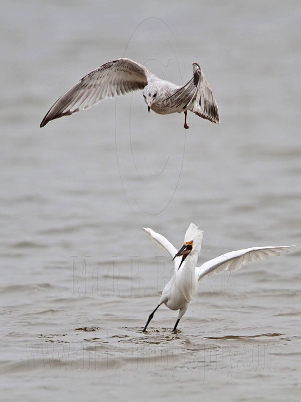 _MG_0437 Snowy Egret & Ring-billed Gull.jpg