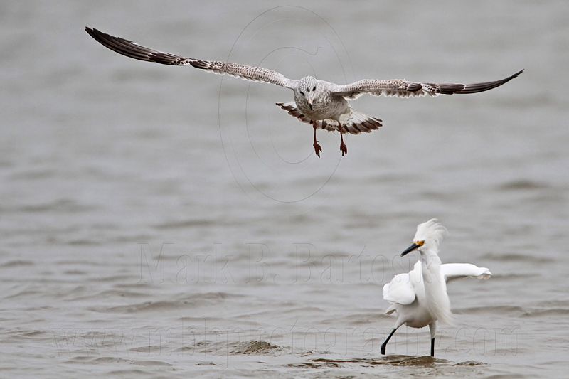 _MG_0441 Snowy Egret & Ring-billed Gull.jpg