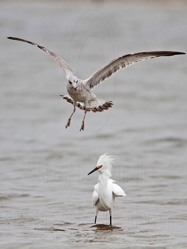 _MG_0442 Snowy Egret & Ring-billed Gull.jpg