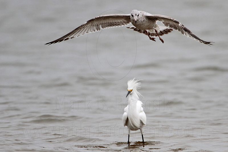 _MG_0443 Snowy Egret & Ring-billed Gull.jpg