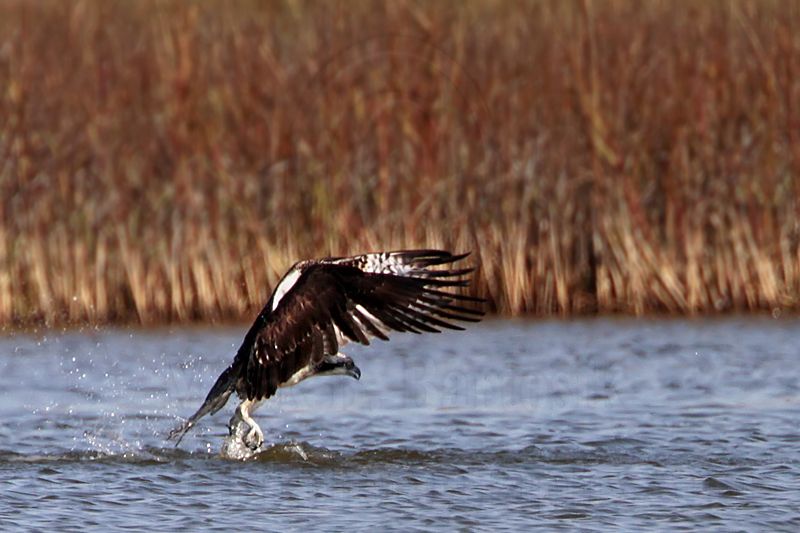 _MG_4226 Osprey.jpg