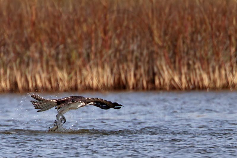_MG_4227 Osprey.jpg