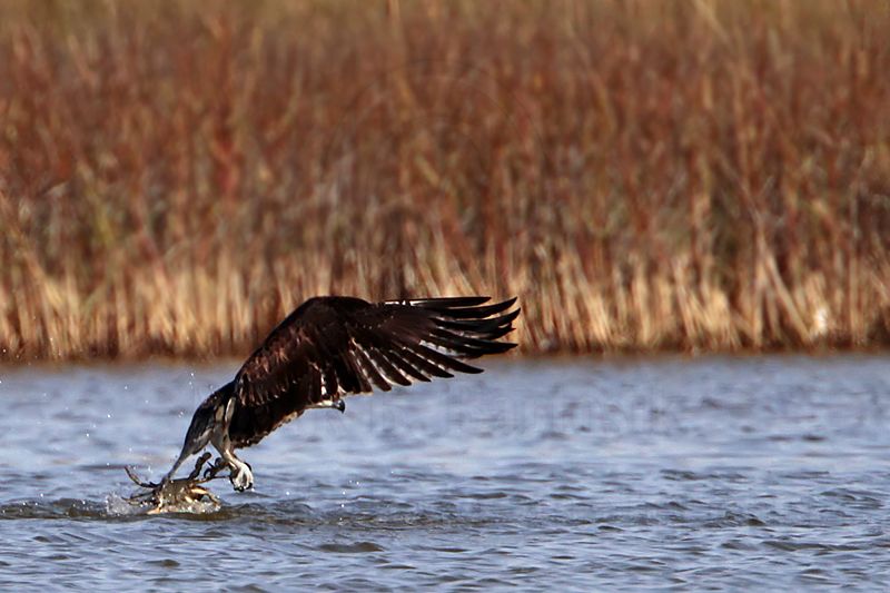 _MG_4229 Osprey.jpg