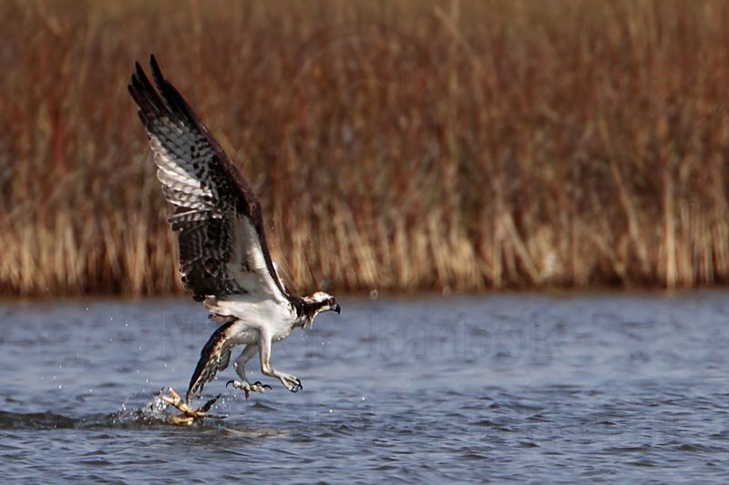 _MG_4231 Osprey.jpg