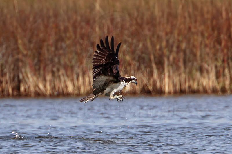 _MG_4233 Osprey.jpg