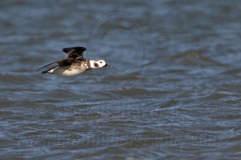 _MG_7408 Long-tailed Duck.jpg