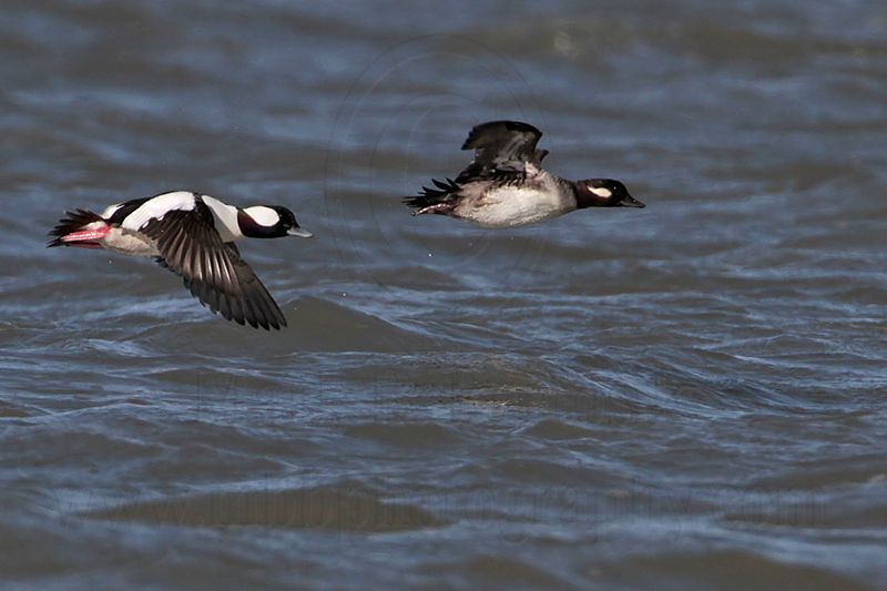 _MG_7372 Bufflehead.jpg