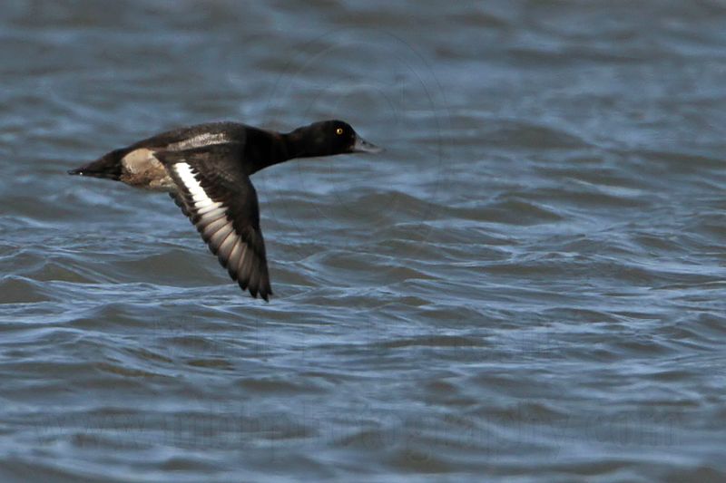 _MG_7094 Lesser Scaup.jpg