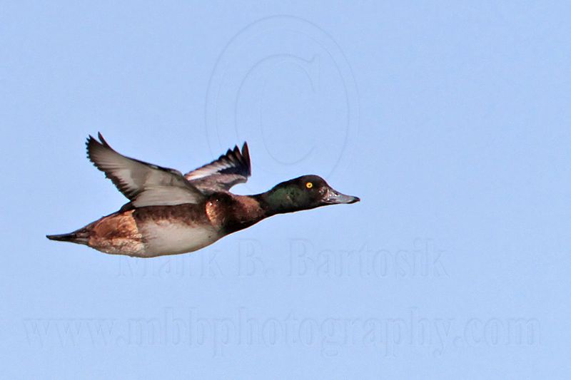 _MG_7052 Greater Scaup.jpg