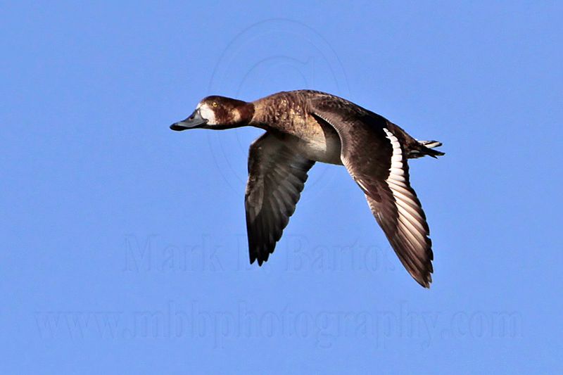 _MG_7225 Greater Scaup.jpg