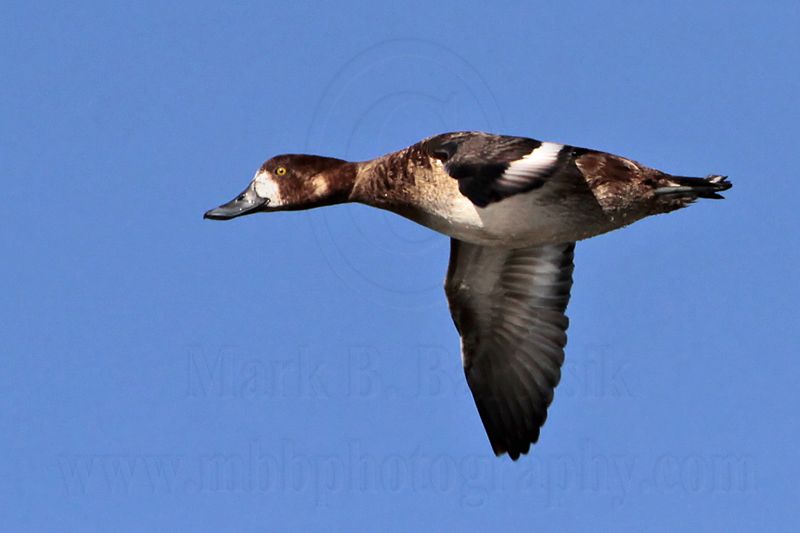 _MG_7237 Greater Scaup.jpg
