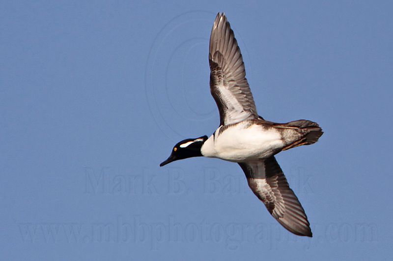 _MG_9656 Hooded Merganser.jpg