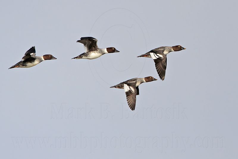 _MG_5599 Common Goldeneye.jpg