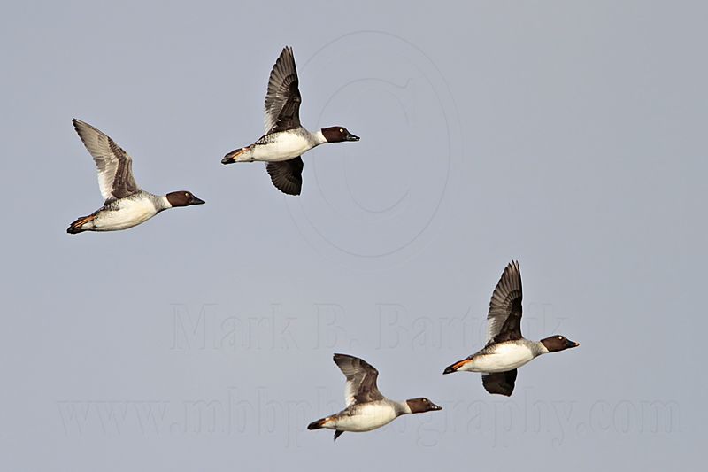 _MG_5608 Common Goldeneye.jpg