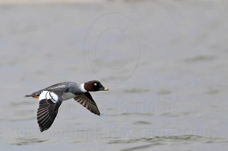 _MG_5816 Common Goldeneye.jpg