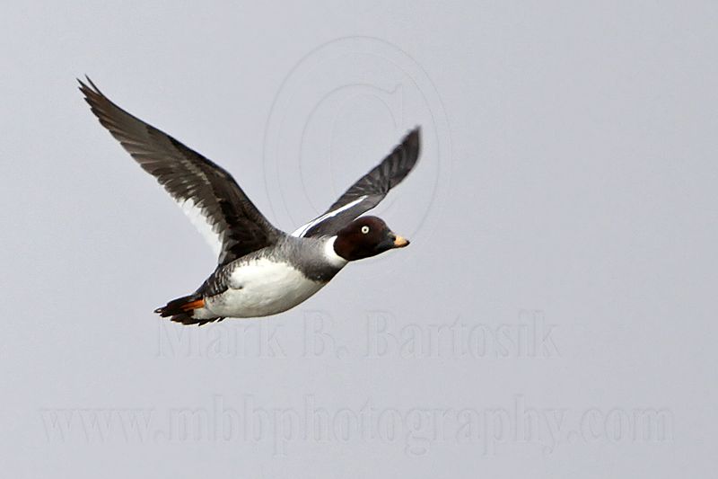 _MG_5830 Common Goldeneye.jpg