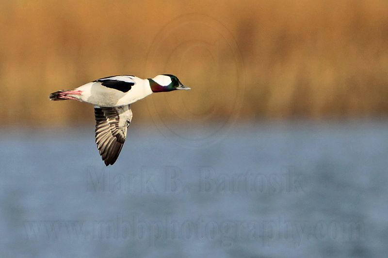 _MG_4722 Bufflehead.jpg
