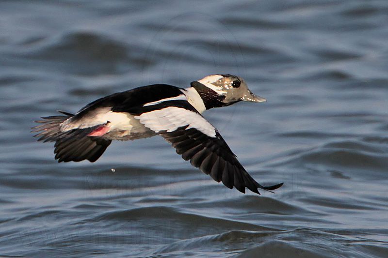 _MG_4913 Bufflehead.jpg