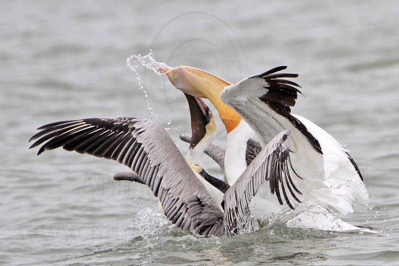 _MG_7527 Brown & American White Pelican.jpg