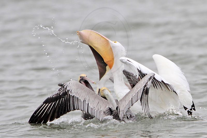 _MG_7528 Brown & American White Pelican.jpg