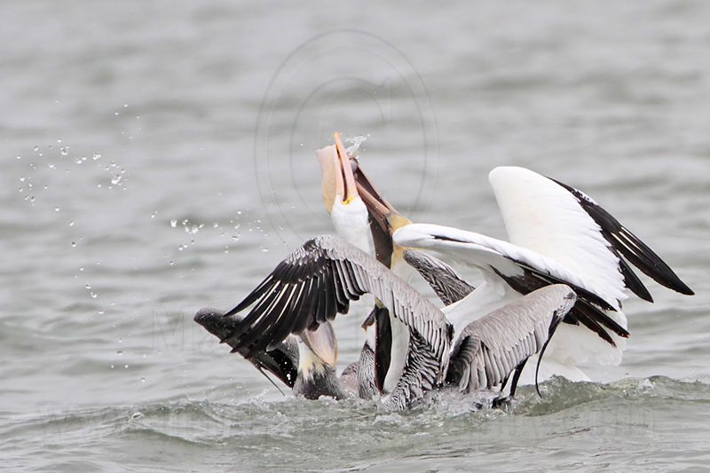 _MG_7529 Brown & American White Pelican.jpg