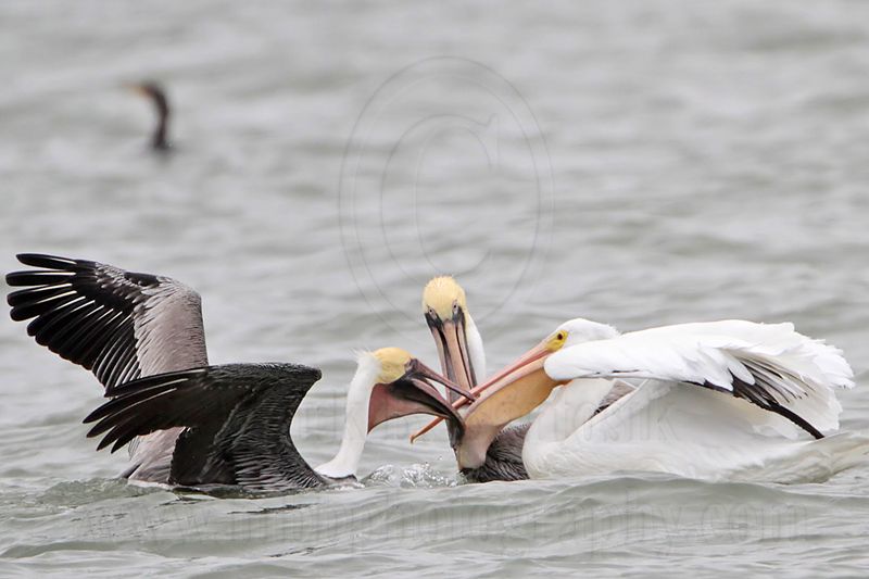 _MG_7571 Brown & American White Pelican.jpg