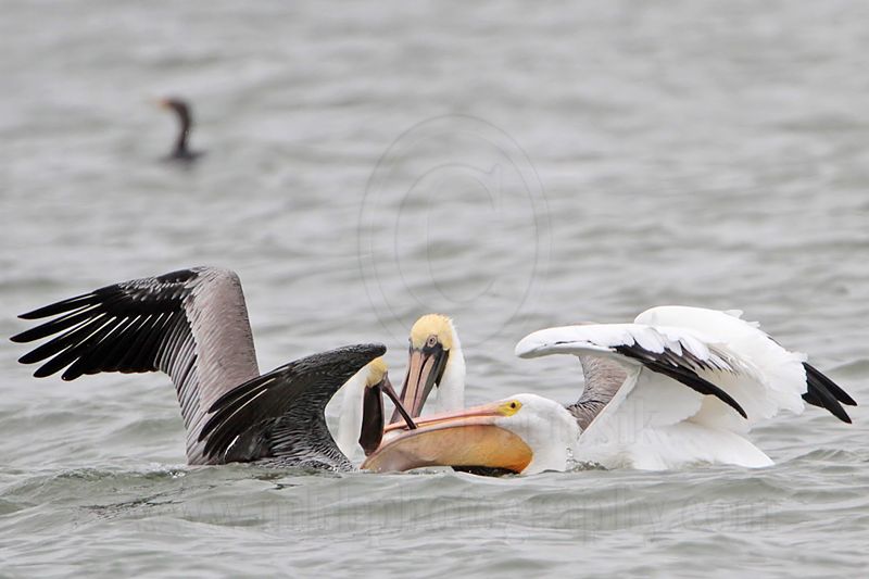 _MG_7572 Brown & American White Pelican.jpg