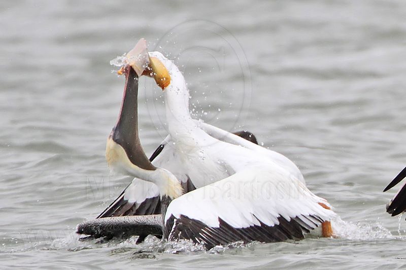 _MG_7632crop Brown & American White Pelican.jpg